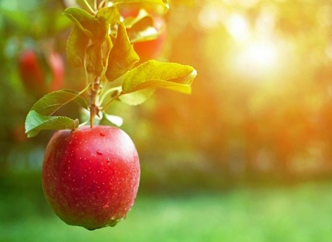 خرید سیب سرخ درختی + قیمت فروش استثنایی